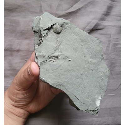 Very Rare Crinoid Laconocrinus Macropetalus Fossil Rochester Shale New York Very Rare Crinoid Laconocrinus Macropetalus Fossil Rochester Shale New York