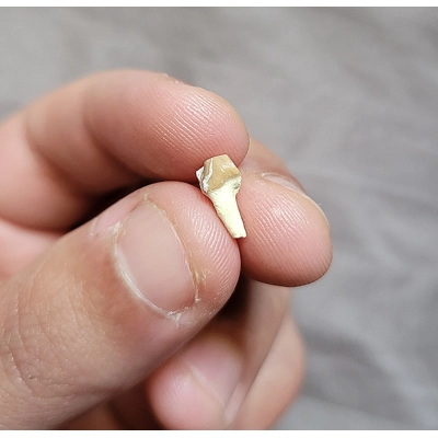 Ultra Rare Synthetoceras Slingshot Horned Miocene Deer Tooth Mammal Fossil