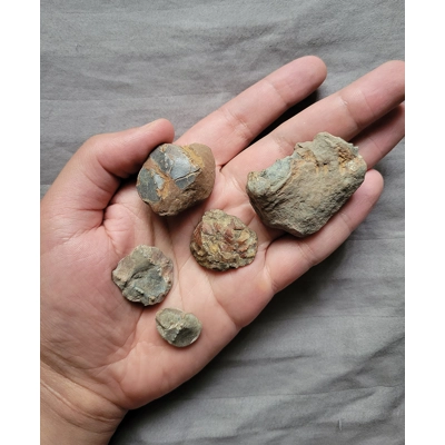 Rare Cenomanocarcinus Cretaceous Crabs Fossil Lot Texas Rare Cenomanocarcinus Cretaceous Crabs Fossil Lot Texas