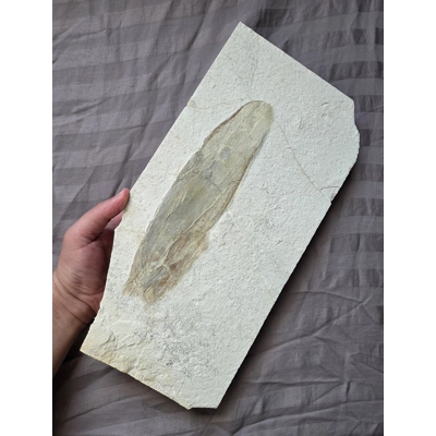 Rare Huge Jurassic Squid Fossil Plesioteuthis Prisca From Solnhofen Germany