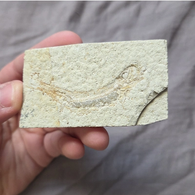 Rare Jurassic Fish Fossil Leptolepides Solnhofen Germany