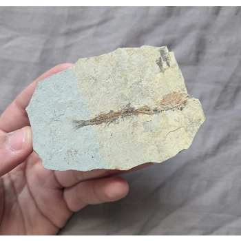 Rare Jurassic Fish..