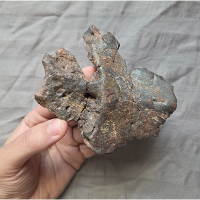 Rare Gorgeous Phytosaur Fossil Triassic Reptile Dinosaur Partial Sacrum Bone