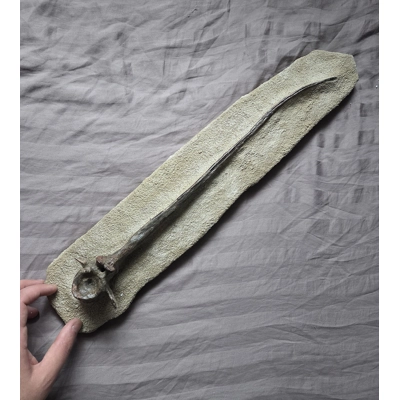 Ultra Rare Museum Quality Dimetrodon Sail Spine Vertebra Bone Fossil Permian