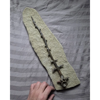 Ultra Rare Museum ..