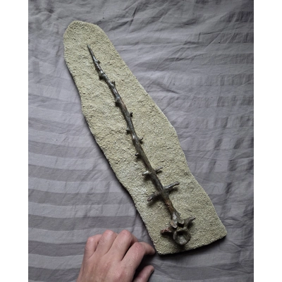 Ultra Rare Museum Quality Edaphosaurus Sail Spine Vertebra Bone Fossil Permian