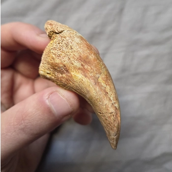 Ultra Rare Carchar..