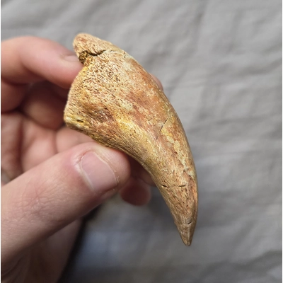 Ultra Rare Carcharodontosaurus Foot Claw Theropod Dinosaur Bone Kem Kem Morocco