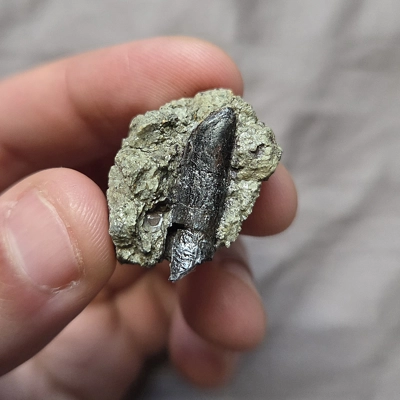 Ultra Rare Sauroposeidon Proteles Sauropod Dinosaur Tooth Fossil Cloverly Fm