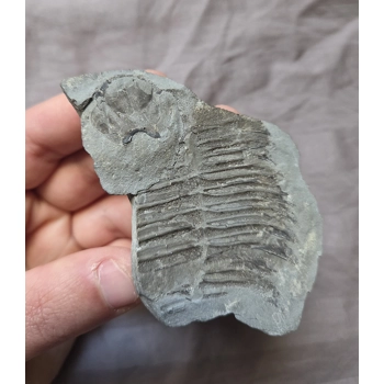 Very Rare Arctinurus Boltoni..