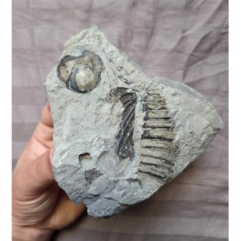 Very Rare Arctinurus Boltoni..