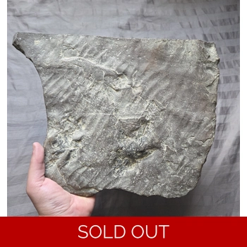 Rare Grallator Jur..