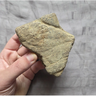 Rare Nice Triceratops Fossil Frill Bone Chunk Dinosaur Hell Creek Formation