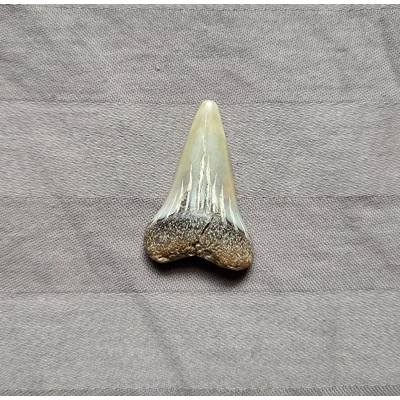 Very Rare Mako Shark Tooth Fossil From Spain Megalodon Age