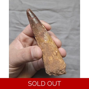 Rare Large 4inch S..