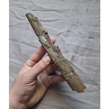 Rare Large Fossil ..