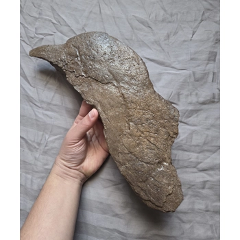 Museum Quality Triceratops F..