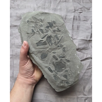 Rare Eurypterid Sea Scorpion..