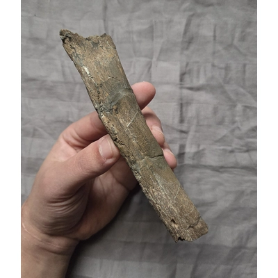 Rare Edmontosaurus Hadrosaur Rib Fossil Partial Dinosaur Bone Hell Creek Fm