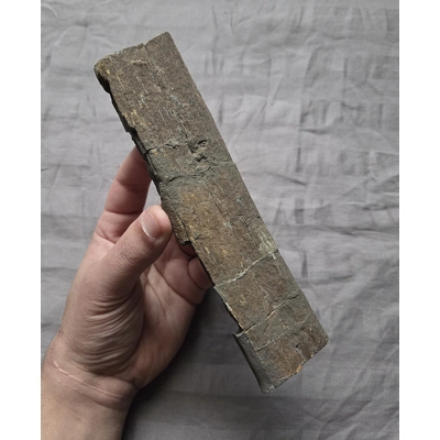 Rare Edmontosaurus Hadrosaur Rib Fossil Partial Dinosaur Bone Hell Creek Fm