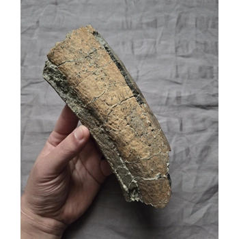 Rare Edmontosaurus Hadrosaur..