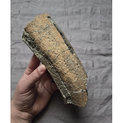 Rare Edmontosaurus Hadrosaur Rib Fossil Partial Dinosaur Bone Hell Creek Fm