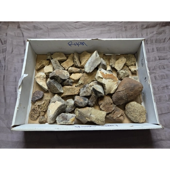 Rare Dinosaur Fossil Bone Fl..