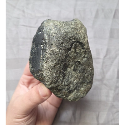 Rare Fossil Hadrosaur Vertebra Bone Partial Dinosaur Two Medicine Fm