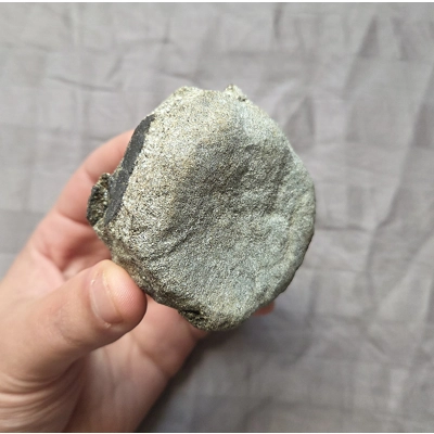 Rare Fossil Hadrosaur Vertebra Bone Dinosaur Two Medicine Fm