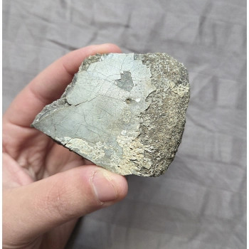 Rare Fossil Hadrosaur Verteb..