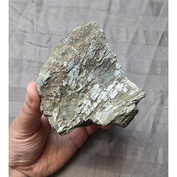 Rare Fossil Hadrosaur Pelvis..