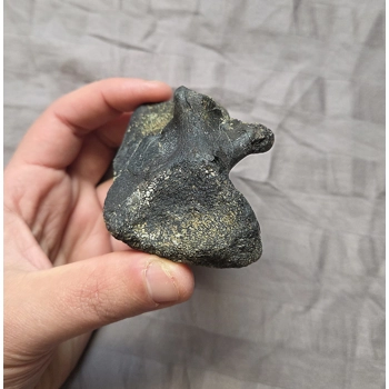 Rare Fossil Hadrosaur Verteb..