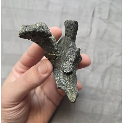 Rare Fossil Hadrosaur Vertebra Bone Partial Process Dinosaur Two Medicine Fm