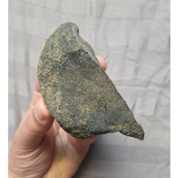 Rare Fossil Hadrosaur Pelvis..