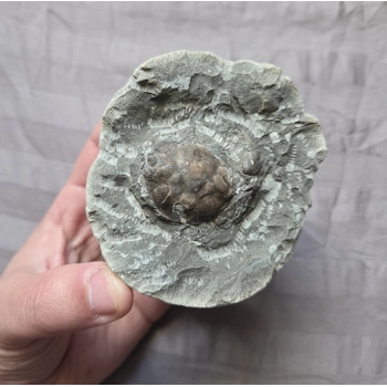 Rare Fossil Pulalius Crab Fr..