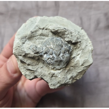 Rare Fossil Pulalius Crab Fr..