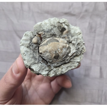 Rare Fossil Pulalius Crab Fr..