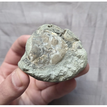 Rare Fossil Pulalius Crab Fr..