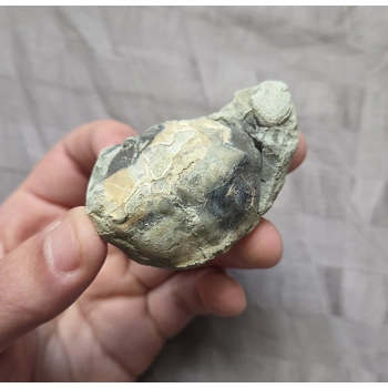 Rare Fossil Pulalius Crab Fr..