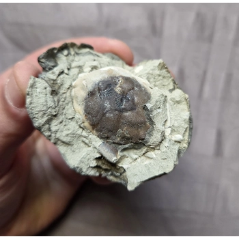 Rare Fossil Pulalius Crab Fr..