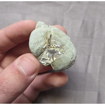 Rare Fossil Pulalius Crab Fr..