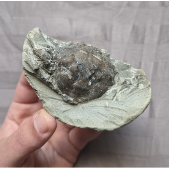 Rare Fossil Pulalius Crab Fr..