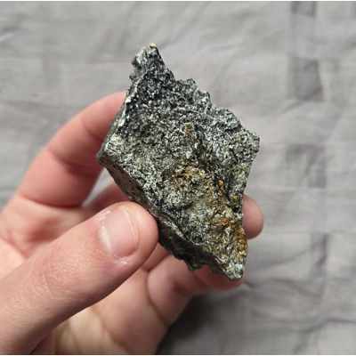 Ultra Rare Stegosaurus Plate Bone Jurassic Dinosaur Fossil Morrison Fm Wyoming