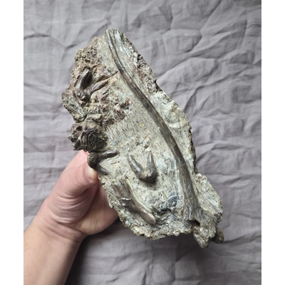 Rare Museum Quality Dimetrodon Sail Spine Vertebra Bone Fossils Display Permian