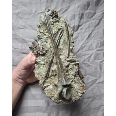 Rare Museum Quality Dimetrodon Sail Spine Vertebra Bone Fossils Display Permian