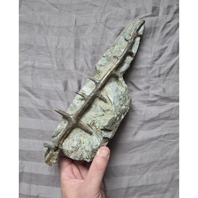 Ultra Rare Museum Quality Edaphosaurus Sail Spine Vertebra Bone Fossil Permian