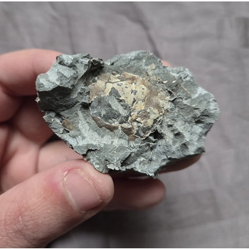 Very Rare Fossil B..