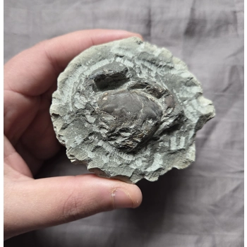 Rare Fossil Pulalius Crab Fr..