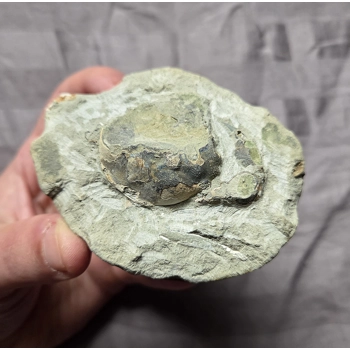 Rare Fossil Pulalius Crab Fr..