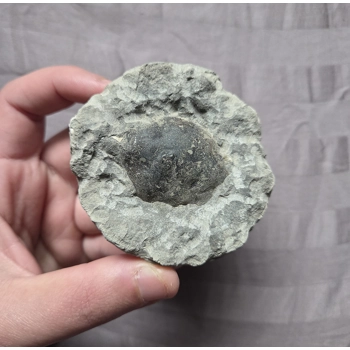 Rare Fossil Pulalius Crab Fr..